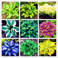 Wanglianzhon 200 Chiếc Hosta Plantaginea Hạt Thơm Plantain Hoa Lửa Và Đá Bóng Mix