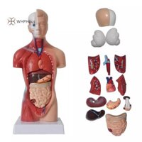 Whphous  Unisex Human Torso Body Anatomy Mô hình giải phẫu Nội tạng Hệ thống bộ xương Đẹp