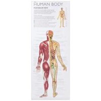 Wonders Of Learning Educational Wall Chart Discover The Human Body