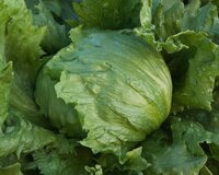 Xà lách búp Mỹ Iceberg