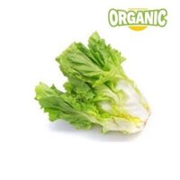 Xà lách carol hữu cơ Food King (0.25kg)