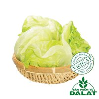 Xà lách Iceberg Đà Lạt