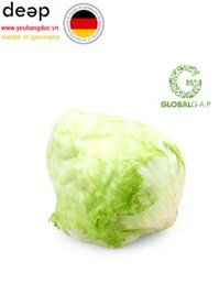 Xà lách Iceberg Globalgap (300G) DEEP41 www.yeuhangduc.vn sẵn sàng cho bạn