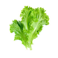 XÀ LÁCH ICEBERG HỮU CƠ 250G