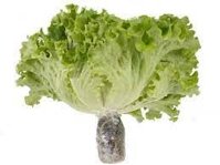 Xà lách lolo thủy canh GlobalGAP_ LBF (Kg)