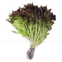 Xà lách lolo tím thủy canh PT Farm (Bó) (ea)