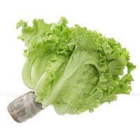 Xà lách lolo xanh thủy canh 200g (ea)