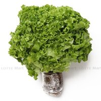 Xà lách Lolo xanh thủy canh (bó) (ea)