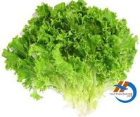 Xà lách lolo xanh thủy canh