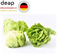 Xà Lách Mỡ Thủy Canh Đà Lạt Gói DEEP15 www.yeuhangduc.vn l Sẵn sàng cho bạn