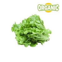 Xà lách oak xanh hữu cơ Food King (0.25Kg)