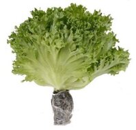 Xà lách thủy tinh thủy canh VietGAP_NM (Kg)