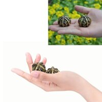 Xihoho Zerodis 2pcs Baoding Balls Brass Walnuts Tay Tay Bài tập Dụng cụ di động và nhỏ gọn
