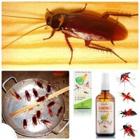 XỊT GIÁN NHÀ BẾP - VẪN AN TOÀN CHO BÁT ĐŨA, THỰC PHẨM