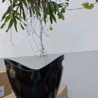 Xô ngâm rượu vang 3,5 lít