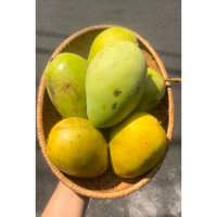 XOÀI CÁT CHU CHÍN 💥💥 (Combo 2Kg)