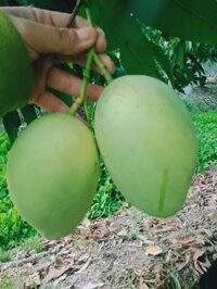 Xoài cát Chu xanh Cao Lãnh