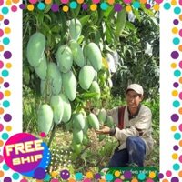 Xoài đài Loan cây choai + Tặng 02 cây nhót ngọt