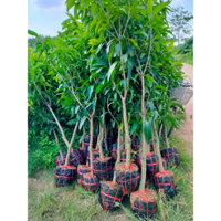 Xoài Đài Loan-Xoài Hạt Lép Cây Cao 1,3m trở lên