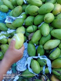 xoài keo xanh số lượng lớn