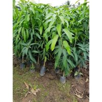 xoài thái, cát hoà lộc, xoài tím