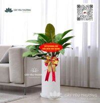 Xu hướng trang trí cửa hàng bằng cây xanh - đế vương đỏ