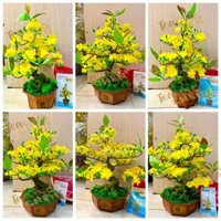 XƯỞNG MAI ĐÀO HCM - CHẬU HOA MAI GIẢ DÁNG BONSAI HÀNG LẮP RÁP TIỆN LỢI TRANG TRÍ TẾT SIÊU ĐẸP