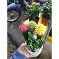 xương rồng 3 màu chậu sứ, cây cảnh