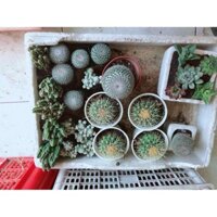 Xương rồng bánh sinh nhật kèm chậu Bán Chạy