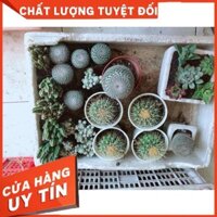 Xương rồng bánh sinh nhật kèm chậu Nhiều Người Mua
