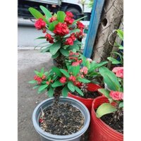 Xương Rồng Bát Tiên Lớn