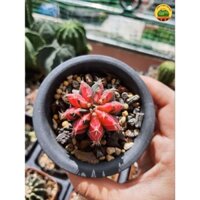 Xương rồng Jelly lem như viên kẹo ngọt ngào, dễ chăm