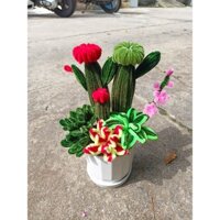 xương rồng kẽm nhung