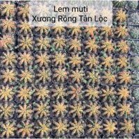 Xương Rồng lem Muti