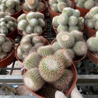 Xương rồng lô tô bụi chung gốc thụ đường kính 11-13cm