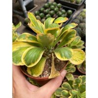 Xương Rồng Ngọc Kỳ Lân, Ảnh Thật tại vườn.Cây bán ảnh 1-2.Cây trưởng thành ảnh cuối.