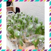 XƯƠNG RỒNG NHẢY MÚA NHẠI TIẾNG ❤️❤️❤️ _SHOPGIARE1000