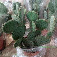 Xương Rồng Tai Thỏ Bụi Lớn