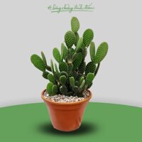 Xương rồng tai thỏ bụi