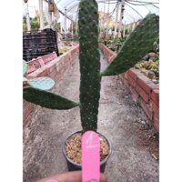 Xương Rồng Tai Thỏ cao