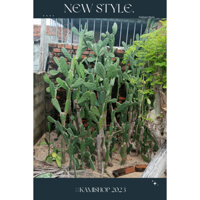 Xương rồng tai thỏ cây lớn trên 1m từ 100-120cm 🍓 hotsale siêu rẻ - siêu khỏe đẹp