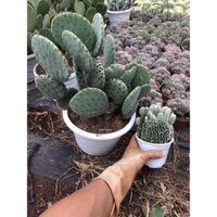 Xương rồng tai thỏ chậu đại 20cm (trắng, đỏ và mickey)