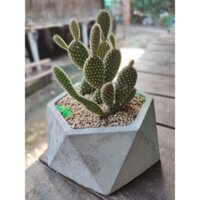 Xương Rồng Tai Thỏ chậu xi măng