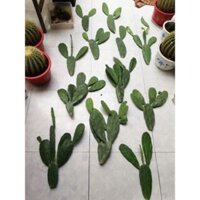 Xương rồng tai thỏ (combo 12 cây)