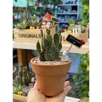 xương rồng tai thỏ full set trang trí