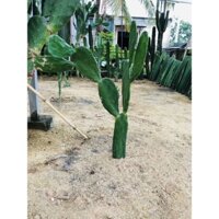 Xương Rồng Tai Thỏ loại lớn