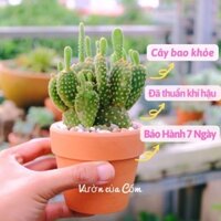 Xương rồng tai thỏ vàng bụi to kèm chậu gốm để bàn , decor , trang trí hay làm quà tặng ý nghĩa