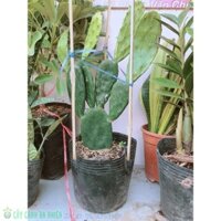 Xương Rồng Tai Thỏ