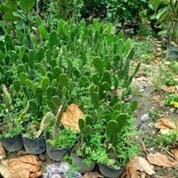 Xương Rồng Tai Thỏ