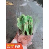 Xương Rồng Tai Thỏ